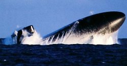 Атомные подводные лодки типа "Лос-Анджелес"